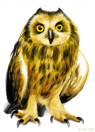 Owl