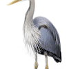 Reiger