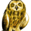 Owl