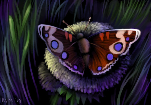 Butterfly