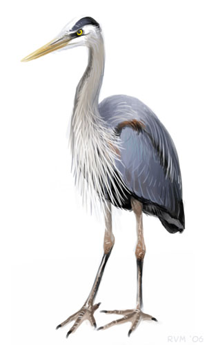 Reiger