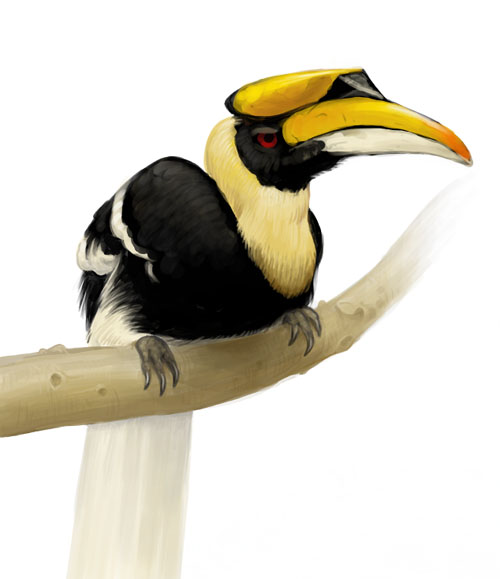 Great Hornbill