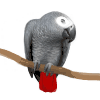 African Grey Parrot