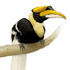 Great Hornbill