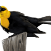 Yellow-headed Blackbird