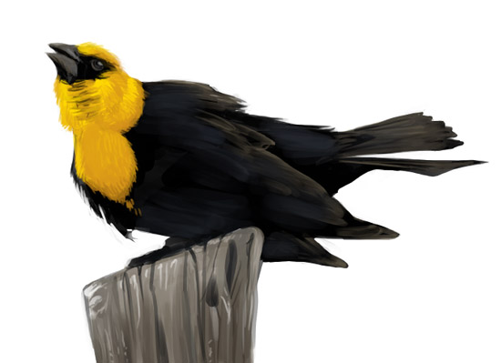 Yellow-headed Blackbird